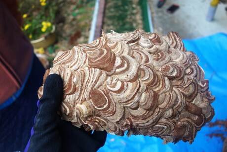 緊急時でも安心！スズメバチの当日駆除の流れ