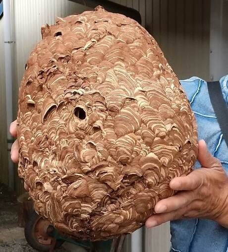 ハチ被害で困っている方へ。ハチ駆除はプロに任せるのが一番！